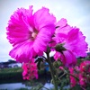 長堤に咲き誇る花の存在感