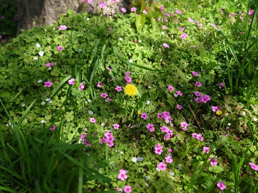 ミニ森