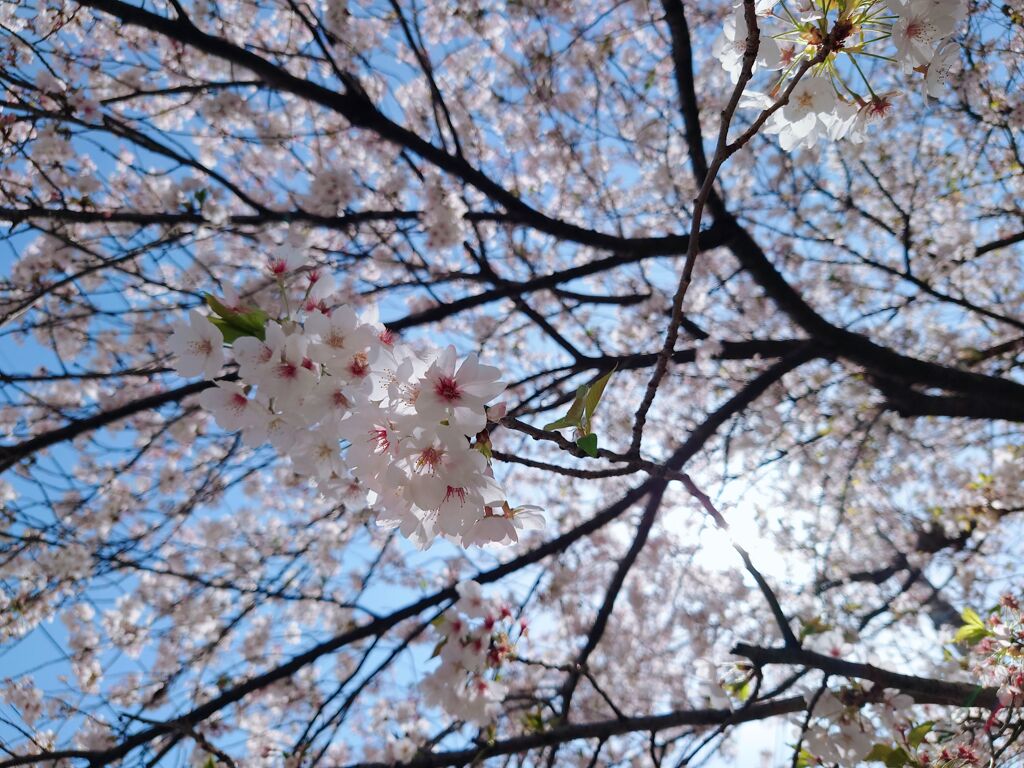 桜①