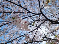 桜①