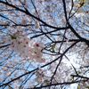 桜①