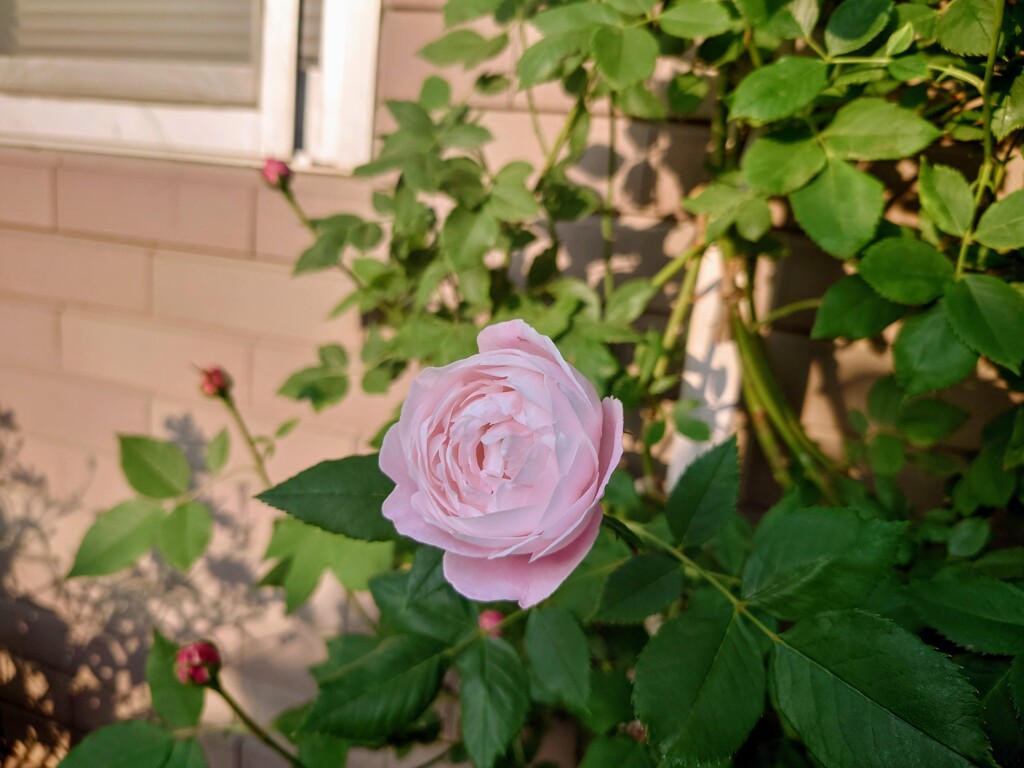 蕾3つに薔薇ピンク