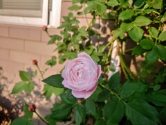 蕾3つに薔薇ピンク