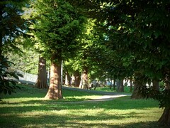 公園の外れに緑さしこみ立ち止まる