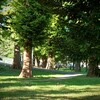 公園の外れに緑さしこみ立ち止まる