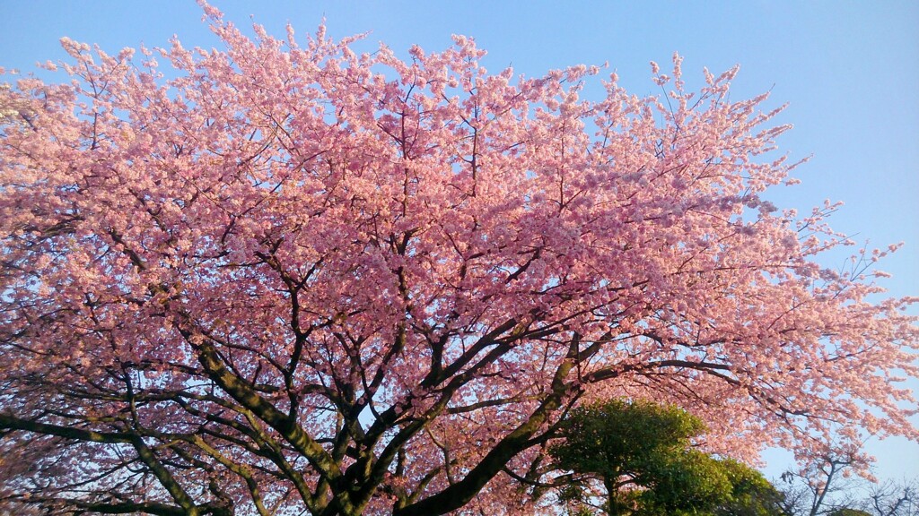 桜、それぞれの魅力と存在感。