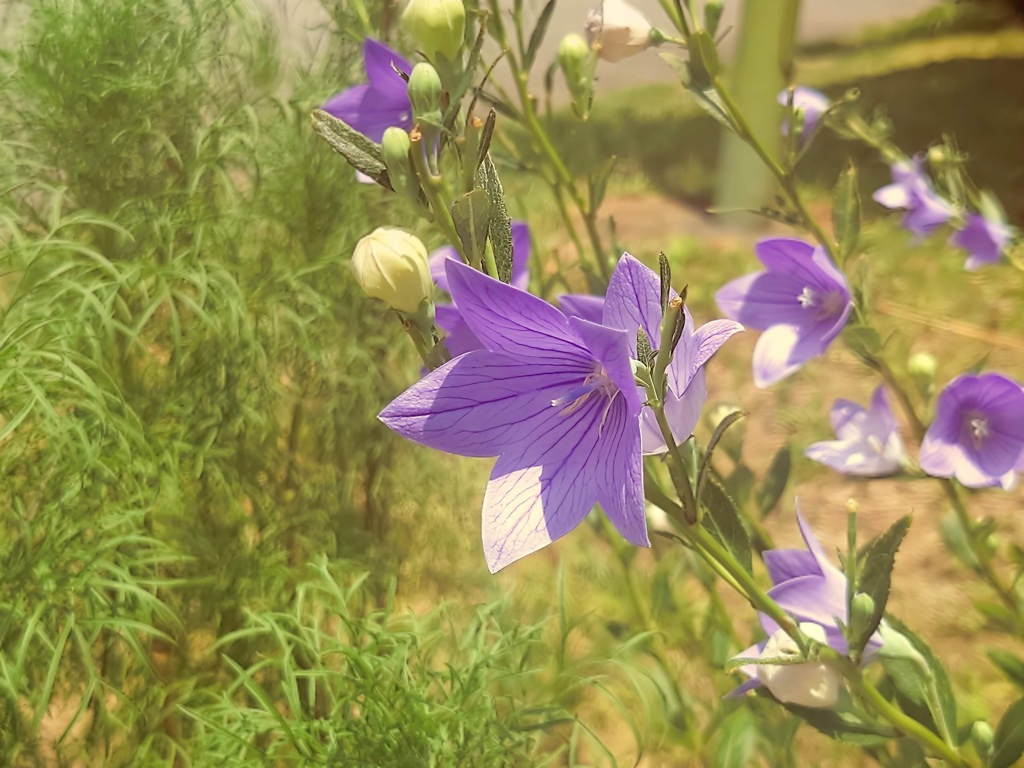 古風際立つ優美に咲く花