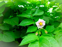 じゃがいもの花