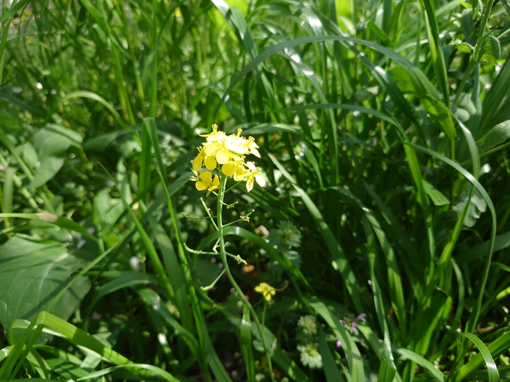菜の花一輪