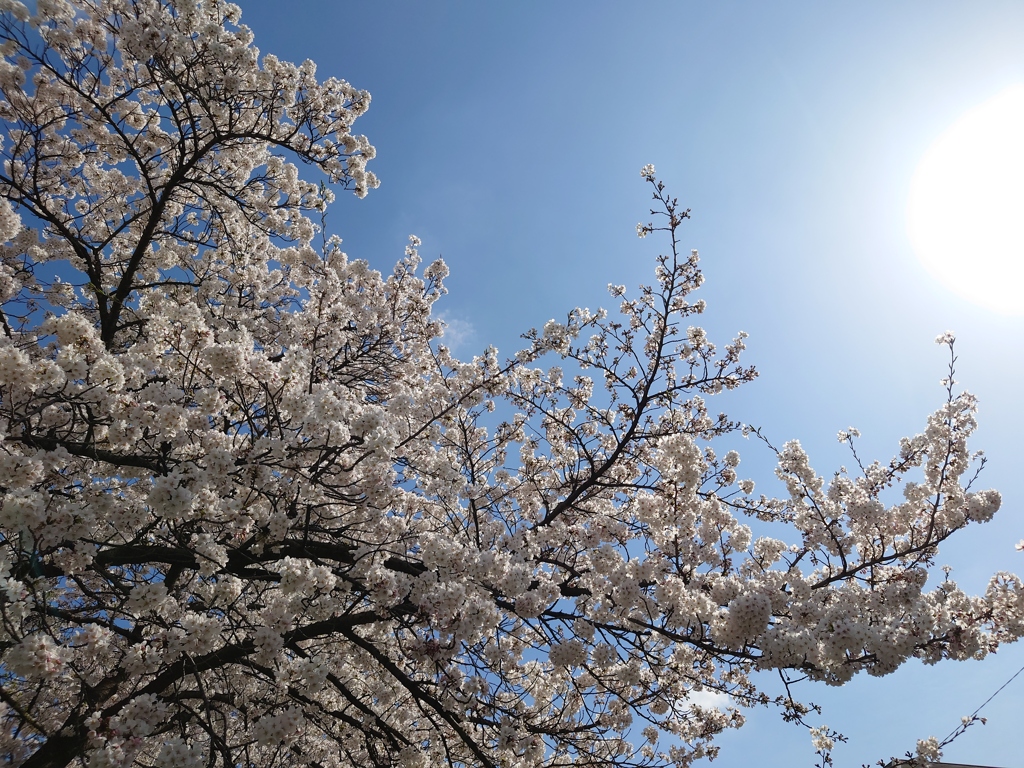 桜②