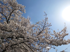 桜②