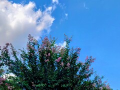 見上げれば晴天