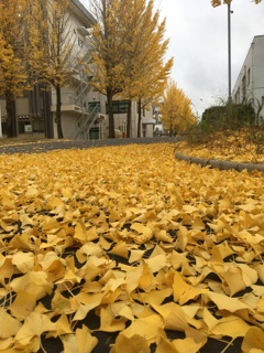 Carpet of Ginkgo Leaves in Campus