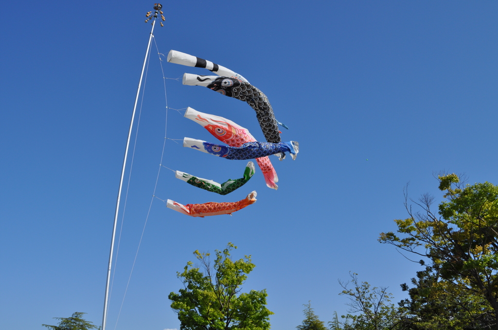 Carp Streamer