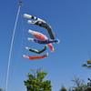Carp Streamer
