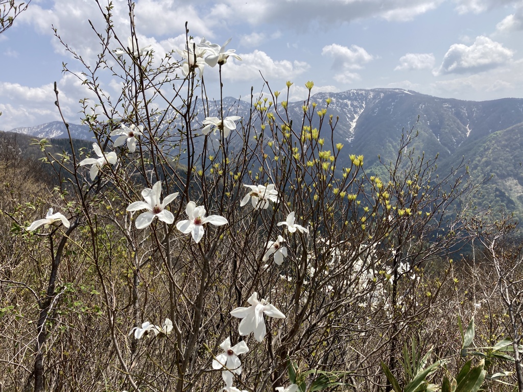 Flowers of Magnolia Kobus