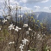 Flowers of Magnolia Kobus