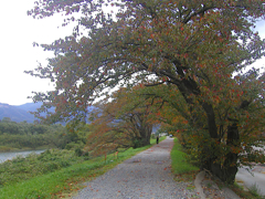 Tunnel of Cherry Trees