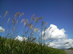 Silver Grass against the Blue Sky