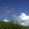 Silver Grass against the Blue Sky