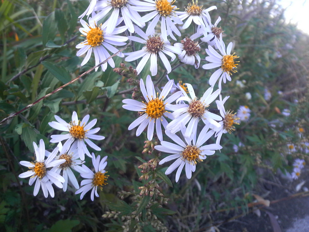 Japanese Aster