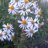 Japanese Aster