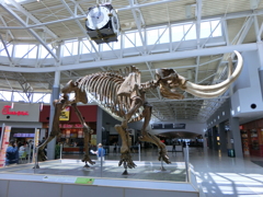 Mammoth Fossil on Display at CVG Airport