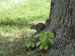 Squirrels on Campus