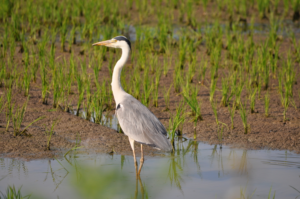 Gray Heron in the Rice Paddies