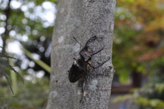 Miyama Stag Beetle