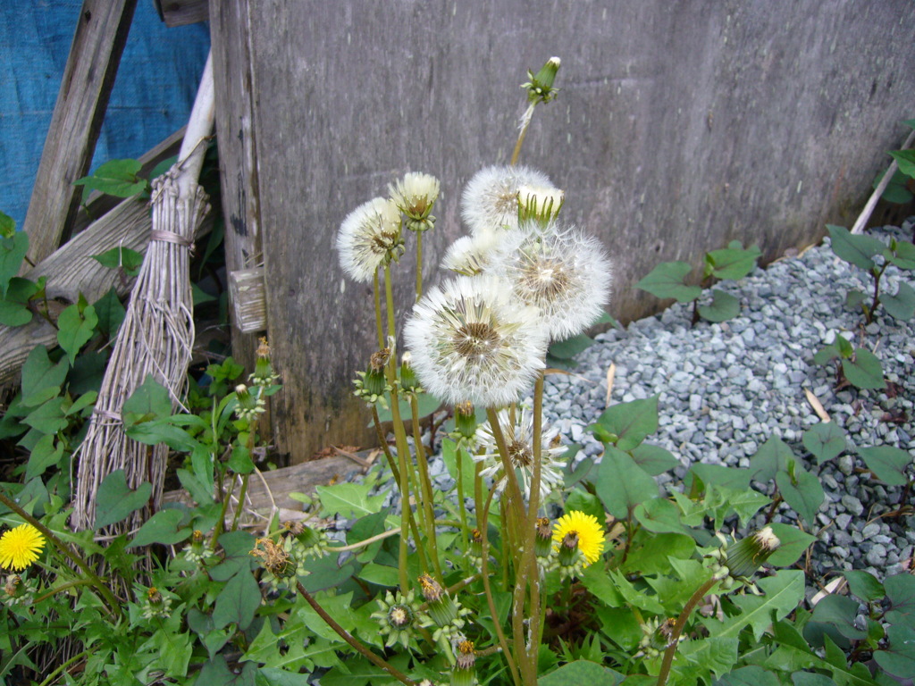 Roadside Dandelion