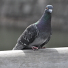 A Pigeon at Nijo-jo Castle
