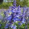 Mealy Sage