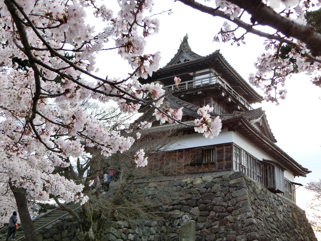 Cherry Blossoms at Maruoka Castle