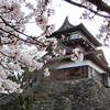 Cherry Blossoms at Maruoka Castle