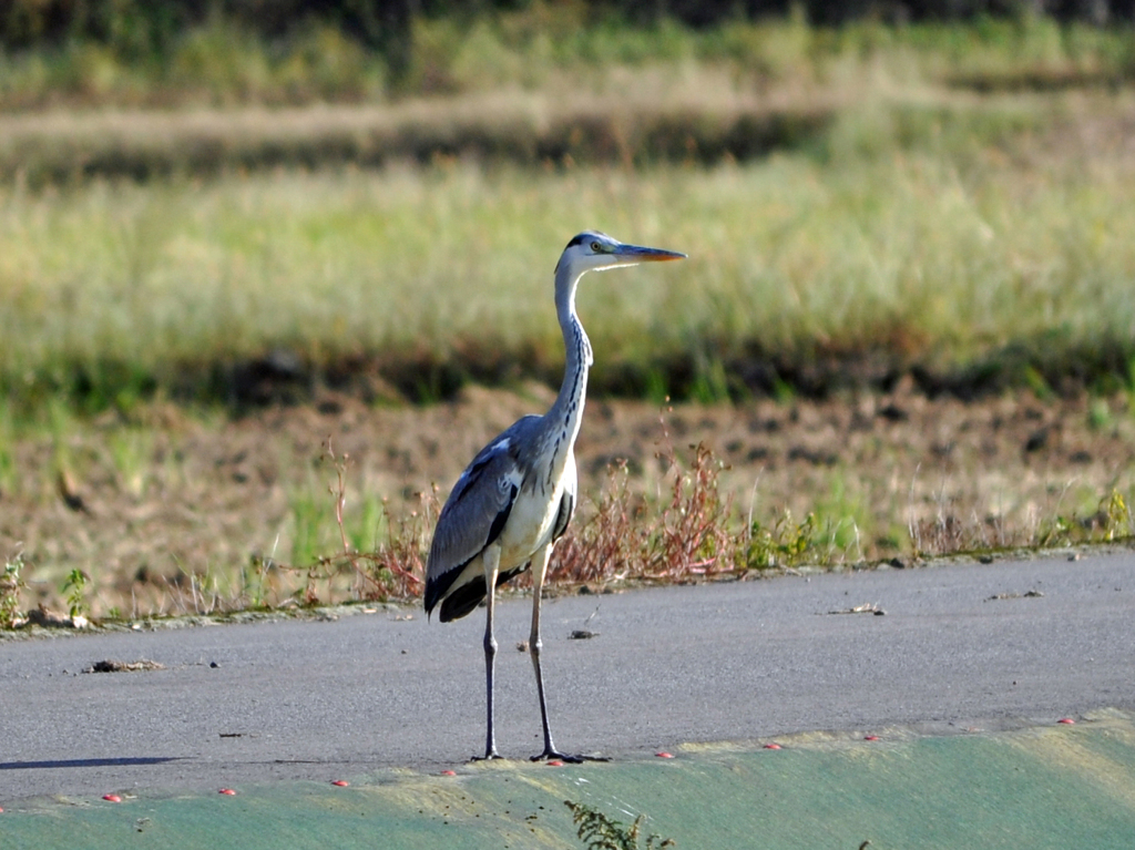 A Blue Heron with a Good Posture