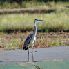 A Blue Heron with a Good Posture