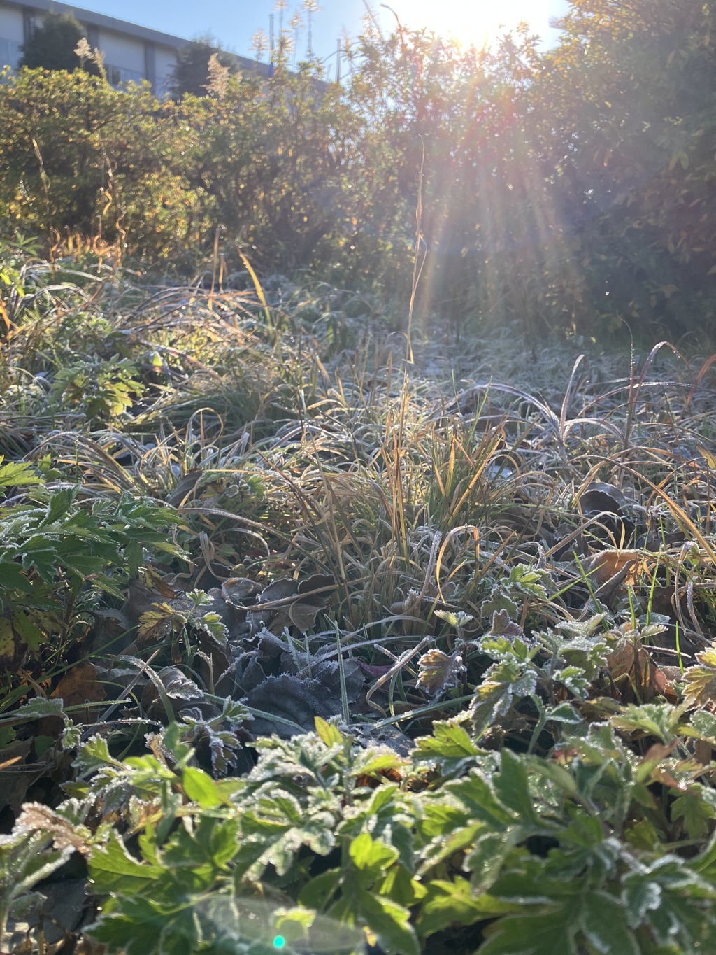 The campus is covered in frost