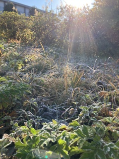 The campus is covered in frost