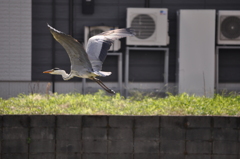 A Flying Gray Heron