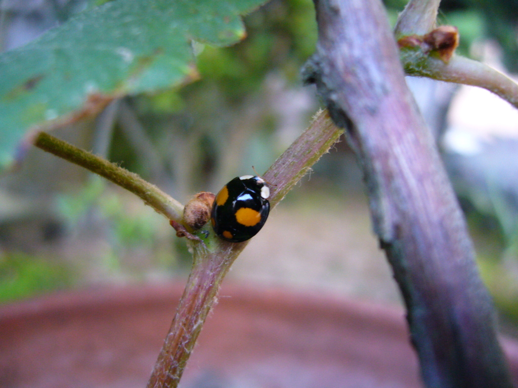 Multicolor Asian Lady Beetle: A Ladybug