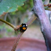 Multicolor Asian Lady Beetle: A Ladybug