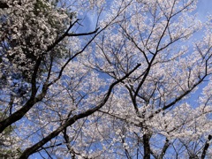 Cherry Blossoms & Blue Sky