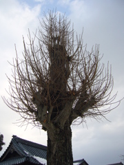 Poplar Tree Branches in Winter