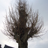 Poplar Tree Branches in Winter