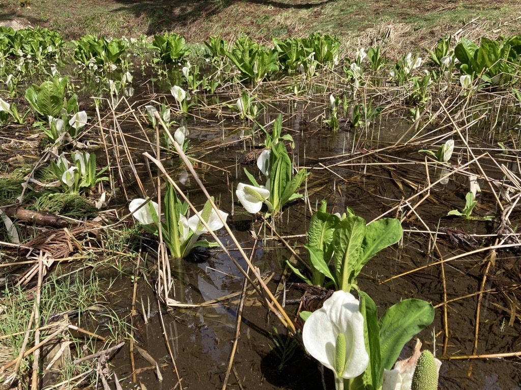 Asian Skunk Cabbage at Mt. Toritate