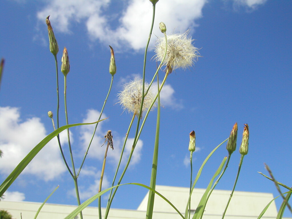 Dandelion against the Blue Sky