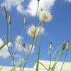 Dandelion against the Blue Sky
