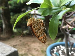 Argyreus Hyperbius: a Butterfly