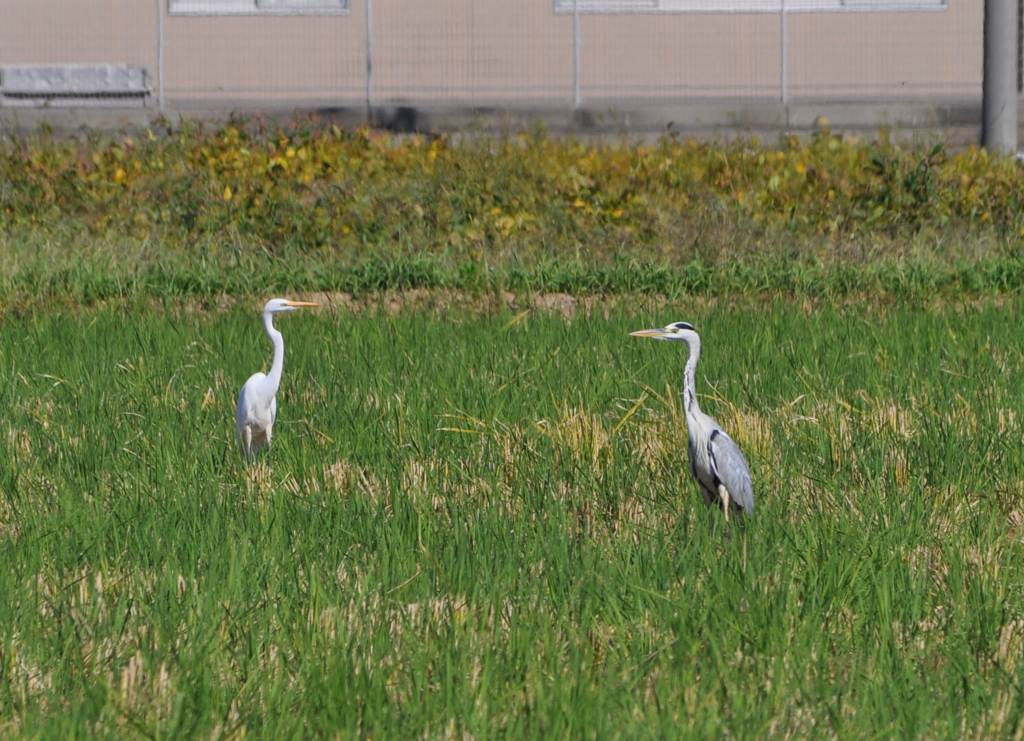 A Blue Heron Meets a White Heron